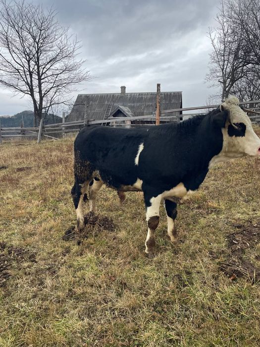 Продається молодий Бичок