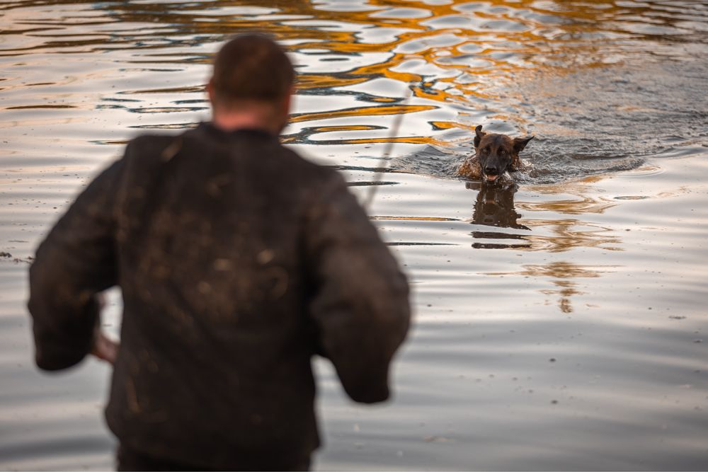 Дрессировка собак Днепр/K-9 Aus Sursko-Litovsk