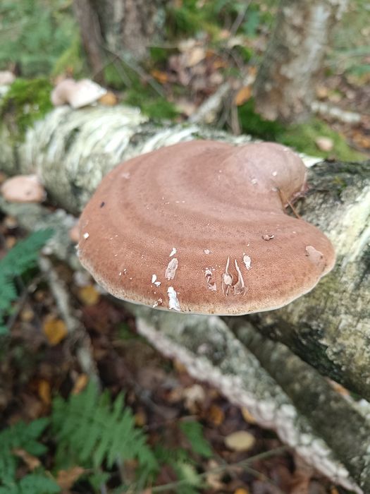 Białoporek brzozowy.