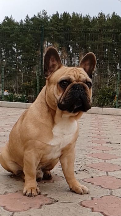 Французский бульдог