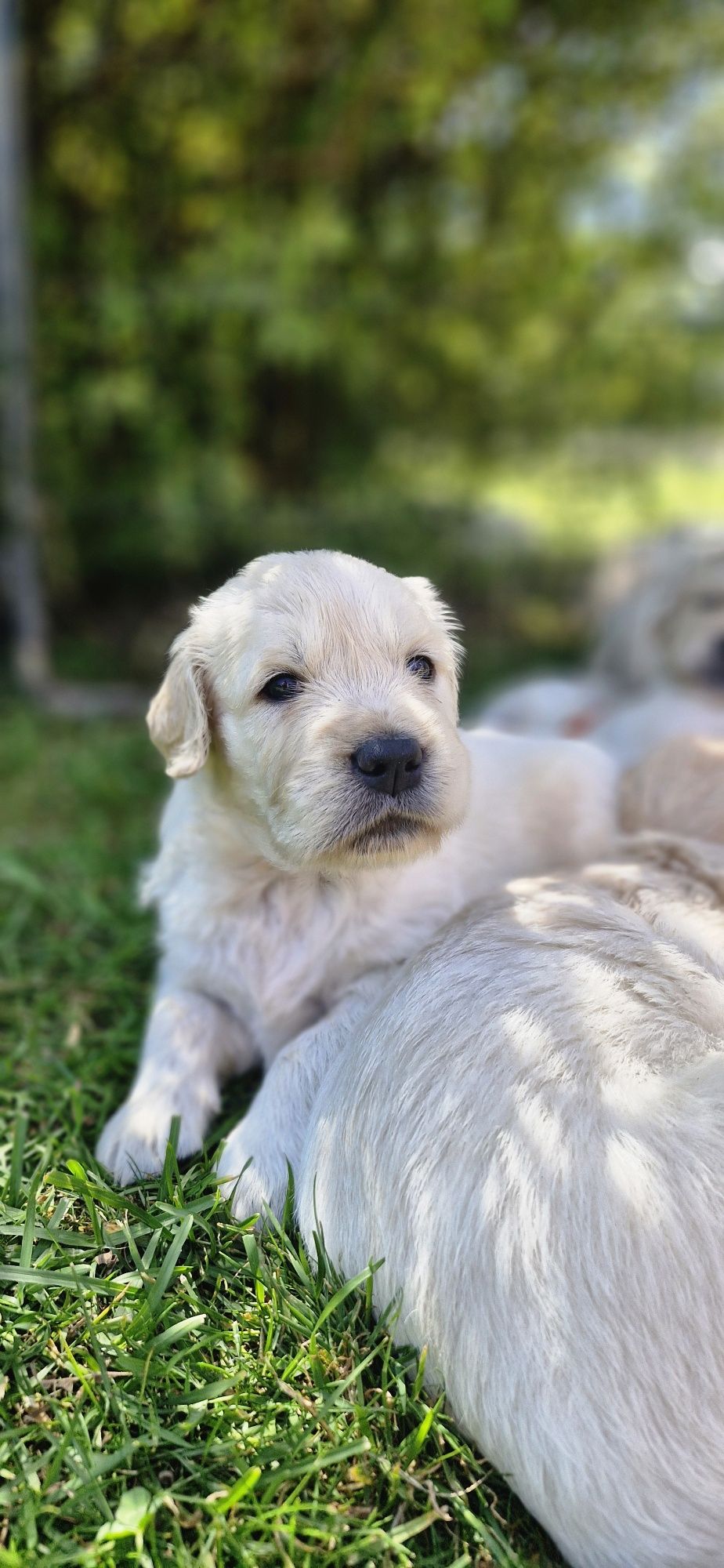 Golden Retriever FCI suczka zkwp
