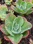 Suculenta mandala