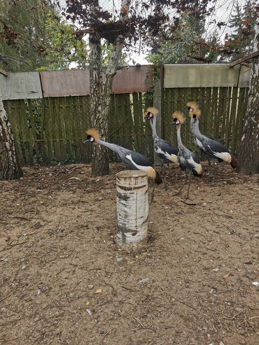 Kangury walabia  samce , samice