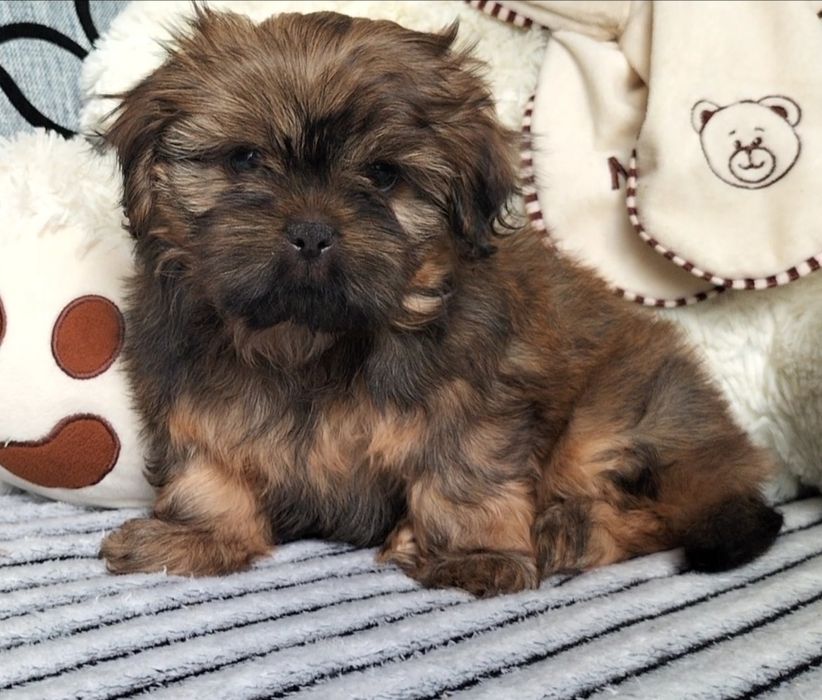 Shih Tzu śliczny piesek