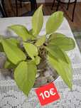 Plantas diversas