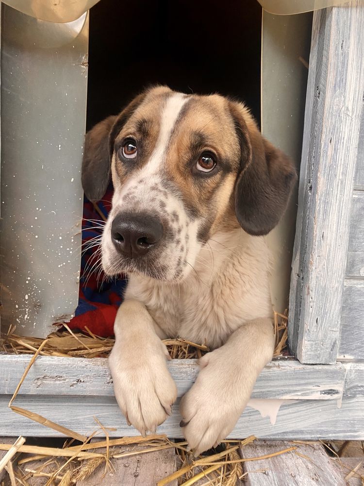 Sunia do adopcji w typie Beagle