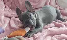 *Buldog francuski piesek blue niebieski najpiekniejszy już do odbioru