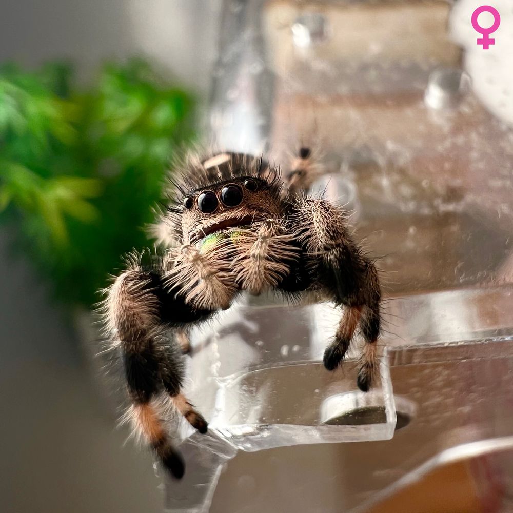 Skakun królewski Phidippus regius