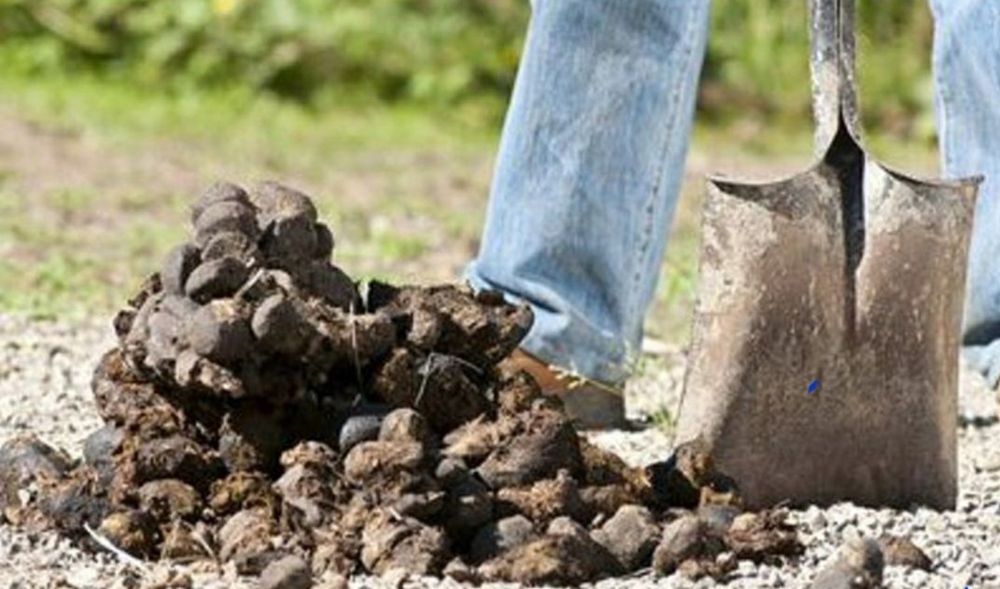 Adubo  biológico /  Composto Orgânico / Estrume de cavalo