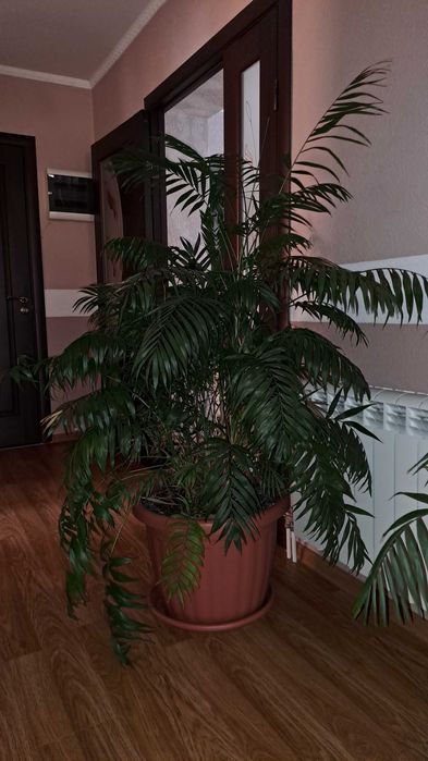 Квітка пальма в горшику