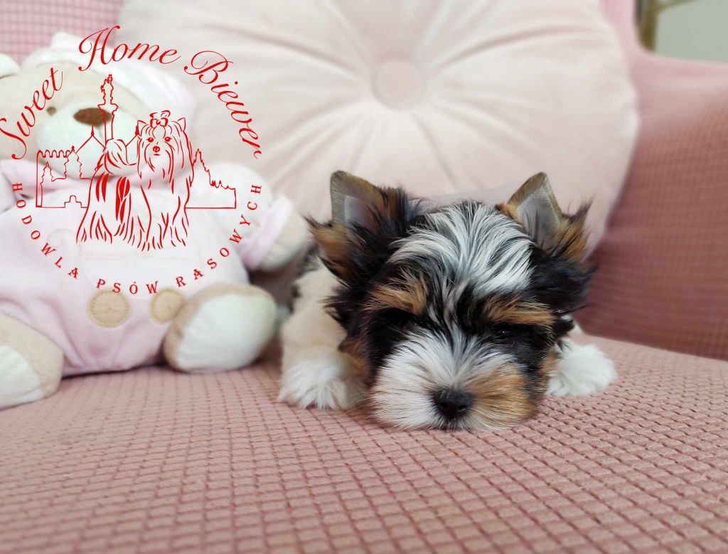 Luigi Biewer Yorkshire Terrier - samiec york