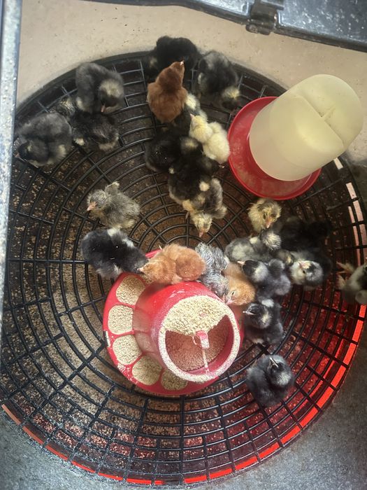 Pintos Maline ,jersey gigante e rhode island red