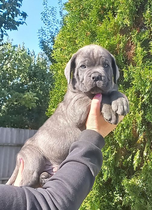 Бронювання корсиків