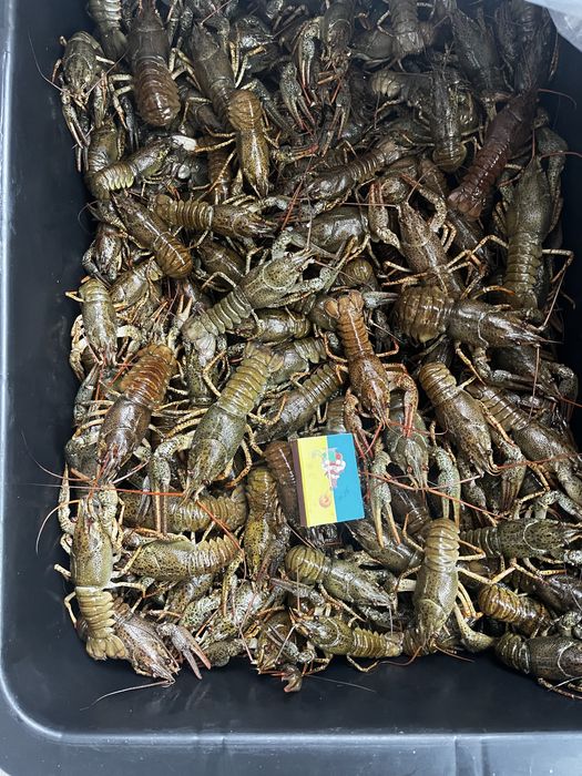 Продам живые раки
