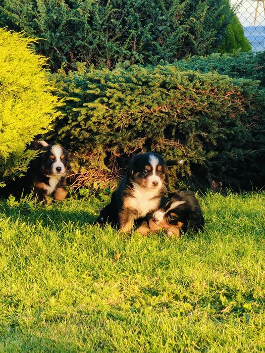 Sprzedam  Berneński Pies Pasterski piesek