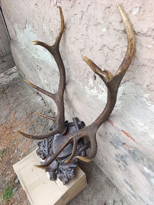 Роги оленя благородного