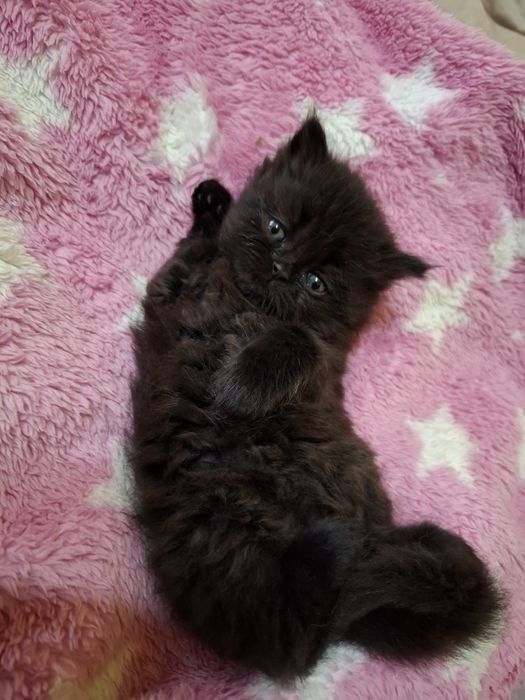 Czarny kocurek perski z rodowodem