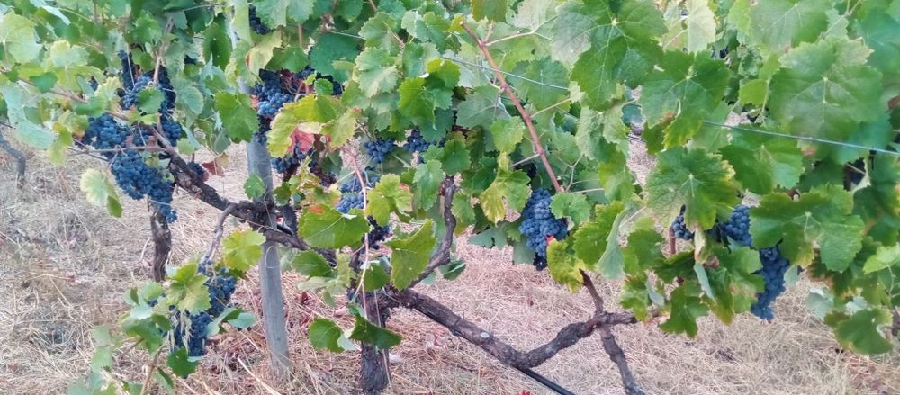Uvas tintas e brancas, para vindimar a 4Out t