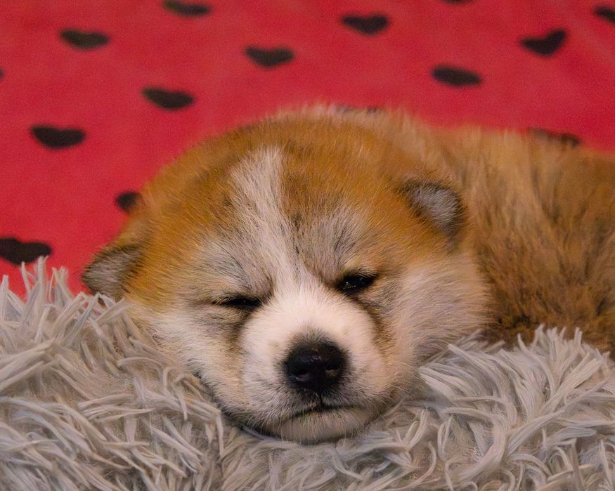 Akita, Akita Inu ZKwP FCI