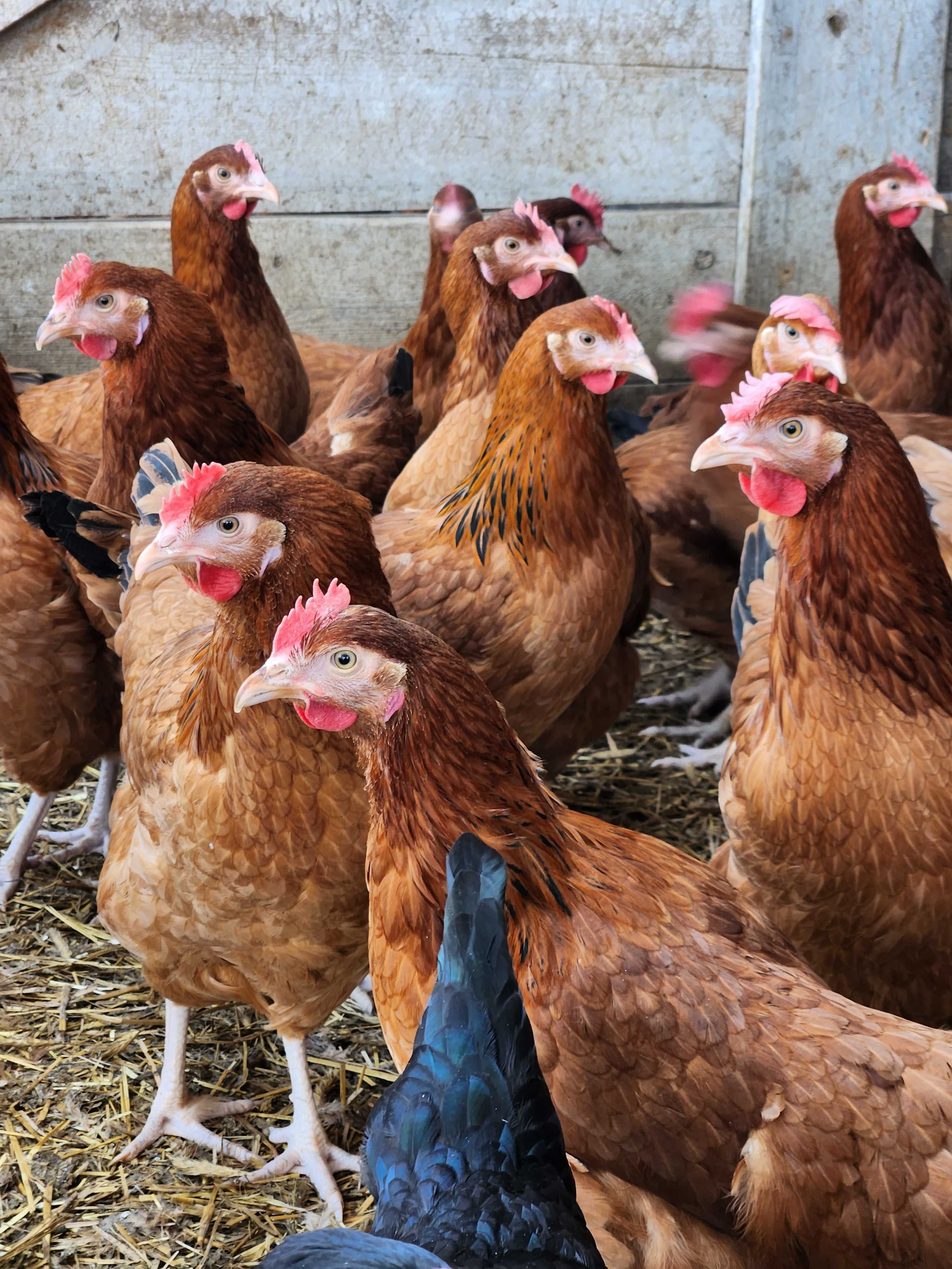Kury NIOSKI od 8 do 26 tyg ! Rossa Messa Leghorn Sussex ! Zapraszam !