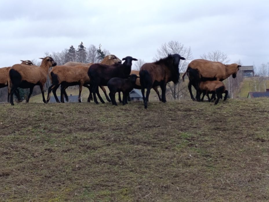 Sprzedam owce kameruńskie