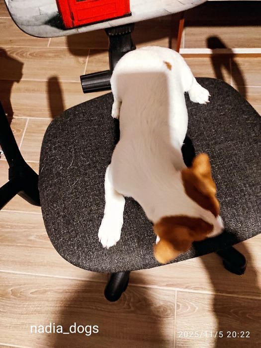 Дівчинка Джек Рассел тер'єр ККУ