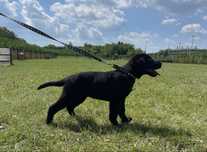 Labrador Retriver