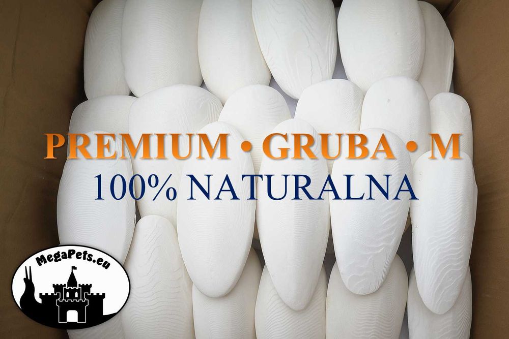 Sepia Kość Mątwy NATURALNA Wapń Ślimak Lissachatina Achatina Żółwie