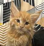 Kocurek maine coon