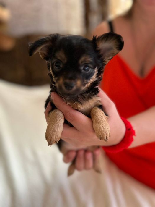 Продам породистих собачок.