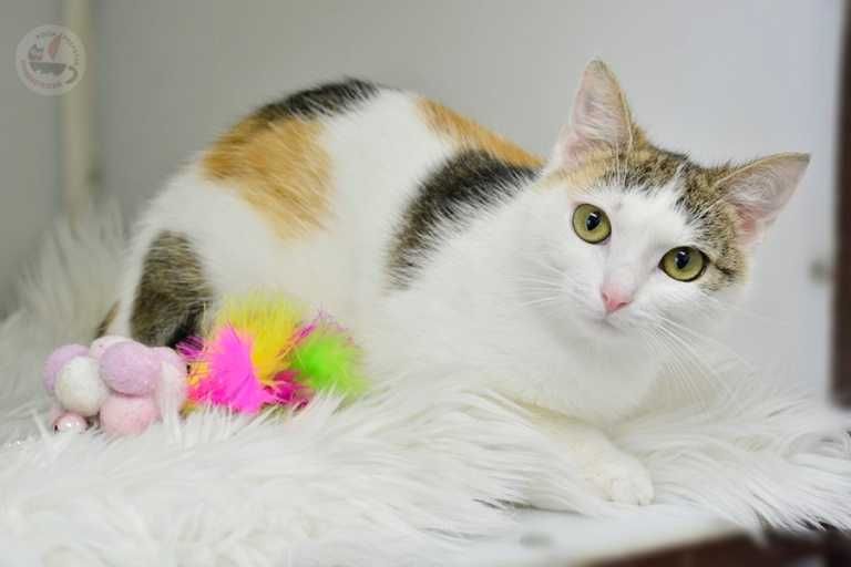 Małgosia - urocza trójkolorowa koteczka szuka domku