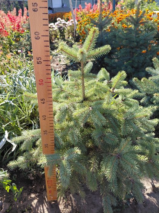 Саджанці блакитна ялинка Маджестік Блю, саженцы ель голубая  Маджестик