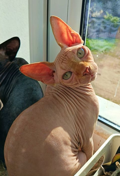 Rudy kocurek sfinks kanadyjski legalna hodowla FPL