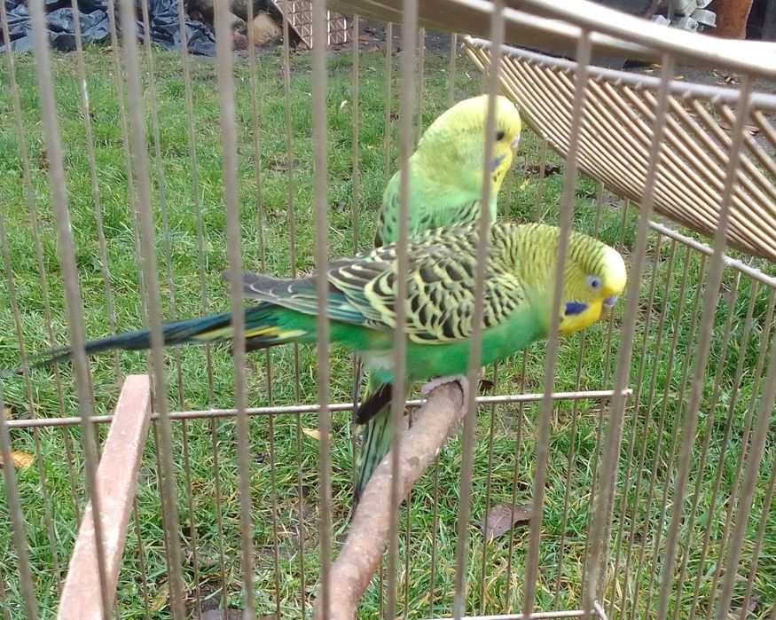 Papugi faliste z klatką