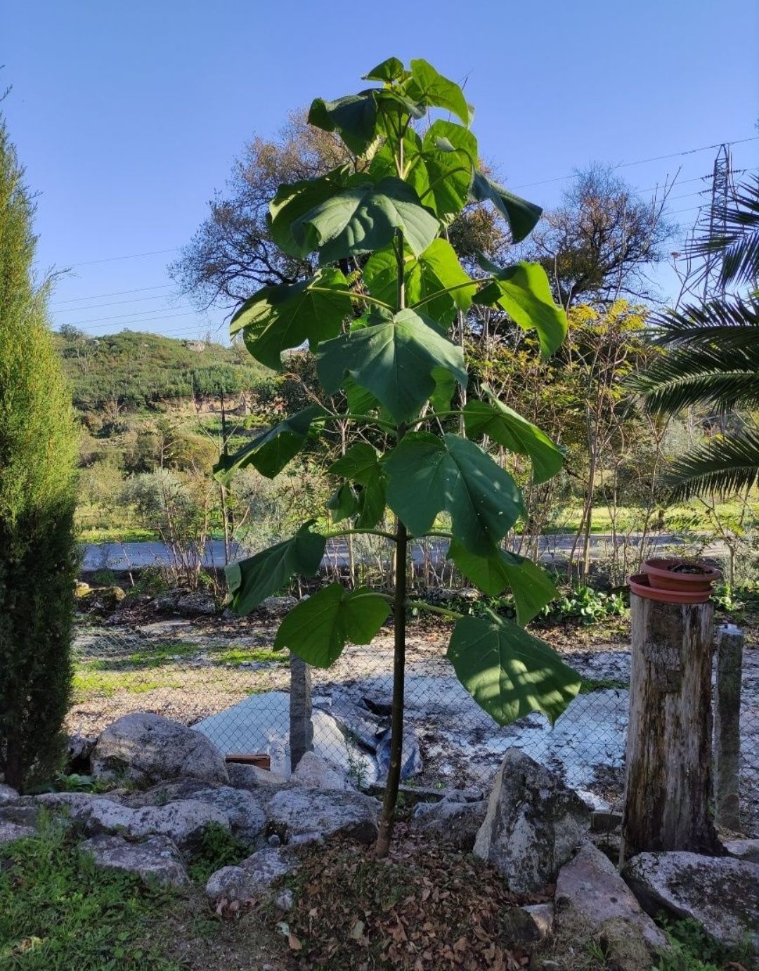 Paulownia elongata, paulonia árvore, planta ENTREGAMOS EM TODO O PAÍS