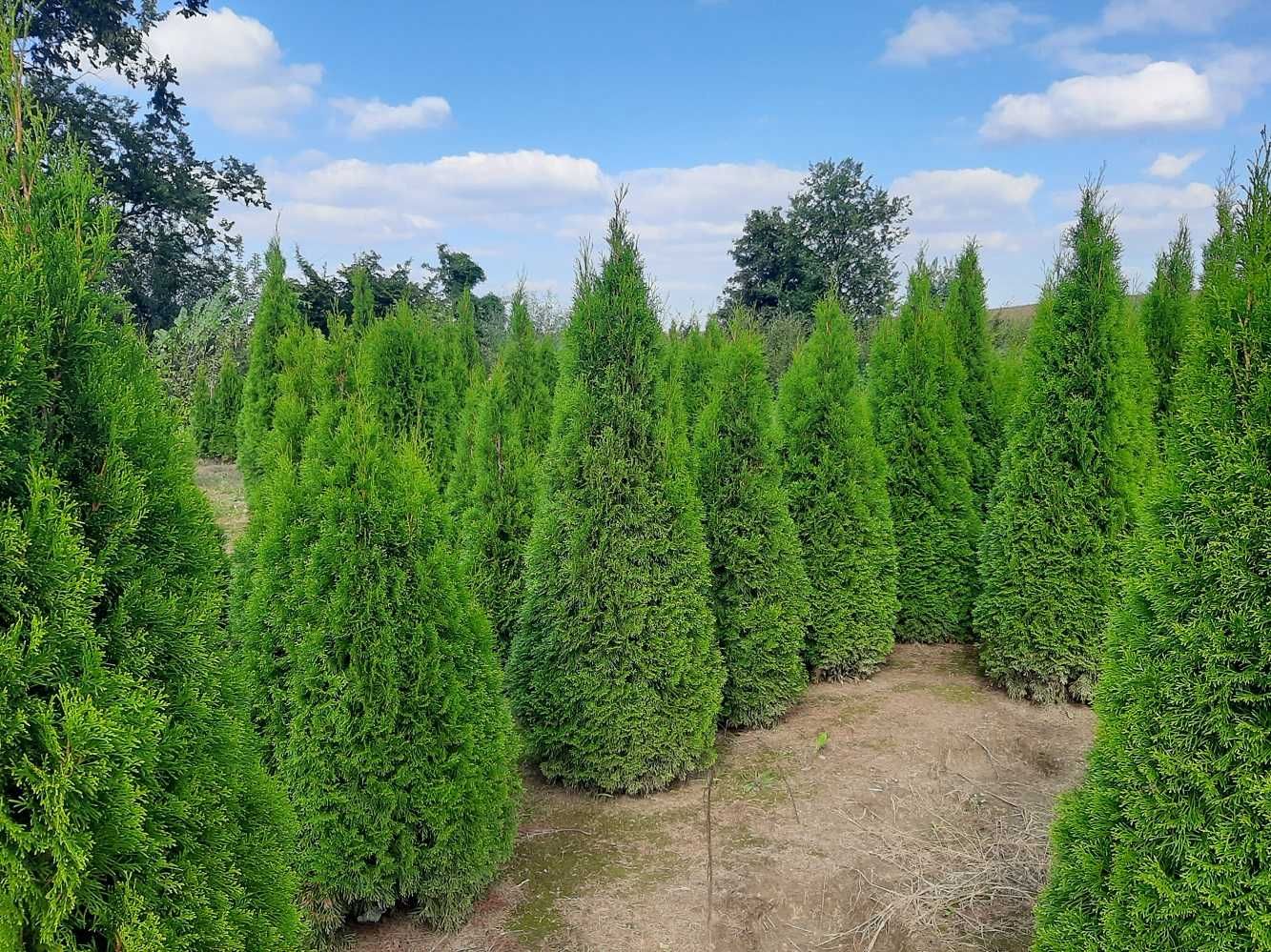 Thuja Smaragd 160,180,200,220 cm! Nasza dostawa! Tuja Szmaragd! Tuje!