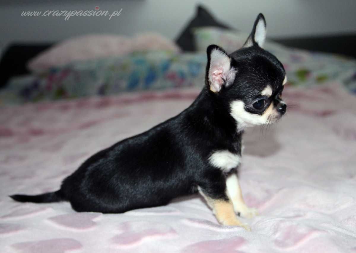 MINIATUROWA chihuahua suczka P!NK SUGAR Crazy Passion FCI - apple head