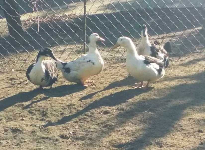 Jaja lęgowe- Kacze