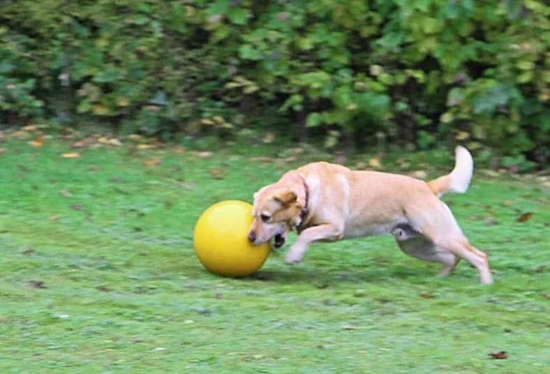 PIŁKA KERBL PET Interaktywna do Zabawy dla Psa Żółta 30cm Zabawka PIES