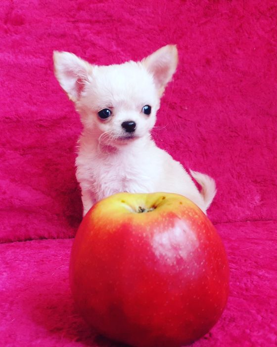 Приглашаем на вязку мини чихуахуа