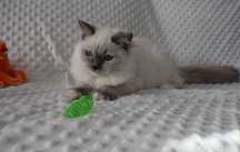 SALSA - rodowodowa kotka rasy ragdoll FPL