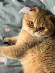Вязка шотландского кота