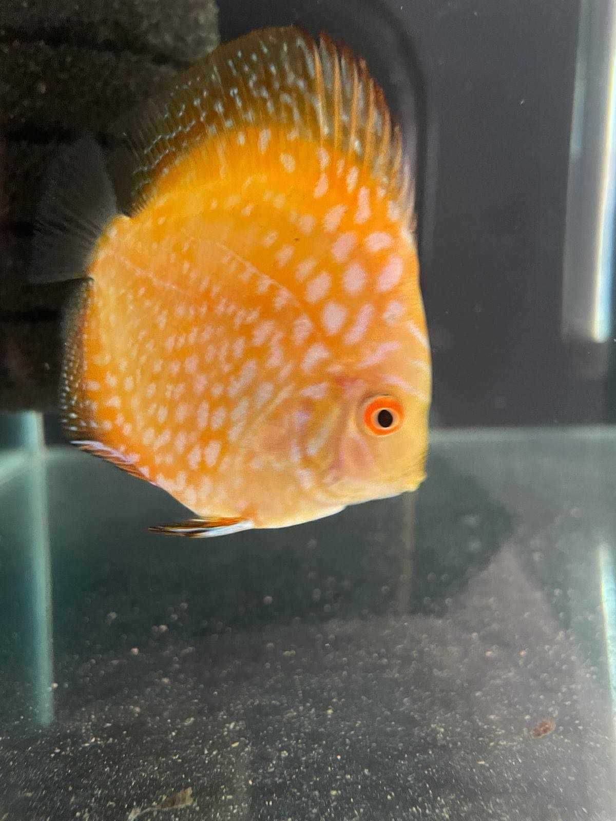 Paletka Red Map Discus 6,5-8,5 cm {Świat Akwarysty}