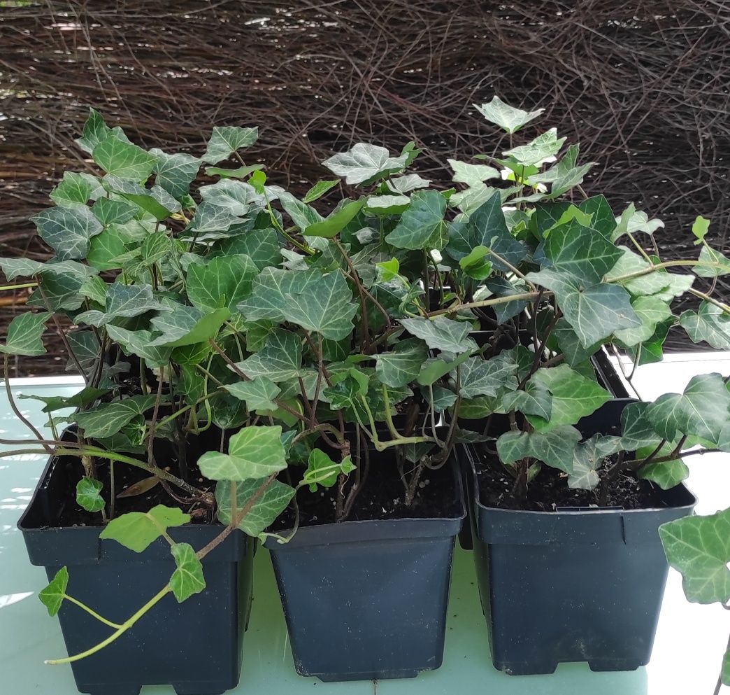 Hedera Helix pnącze producent hurt