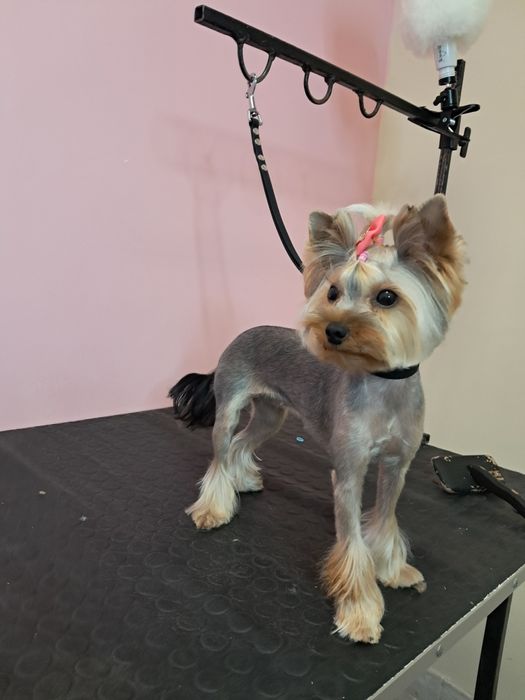 Професійний грумінг. Майстер з досвідом.