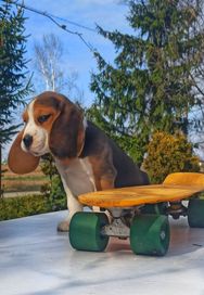 OSTATNI PIESEK - Beagle Tricolor