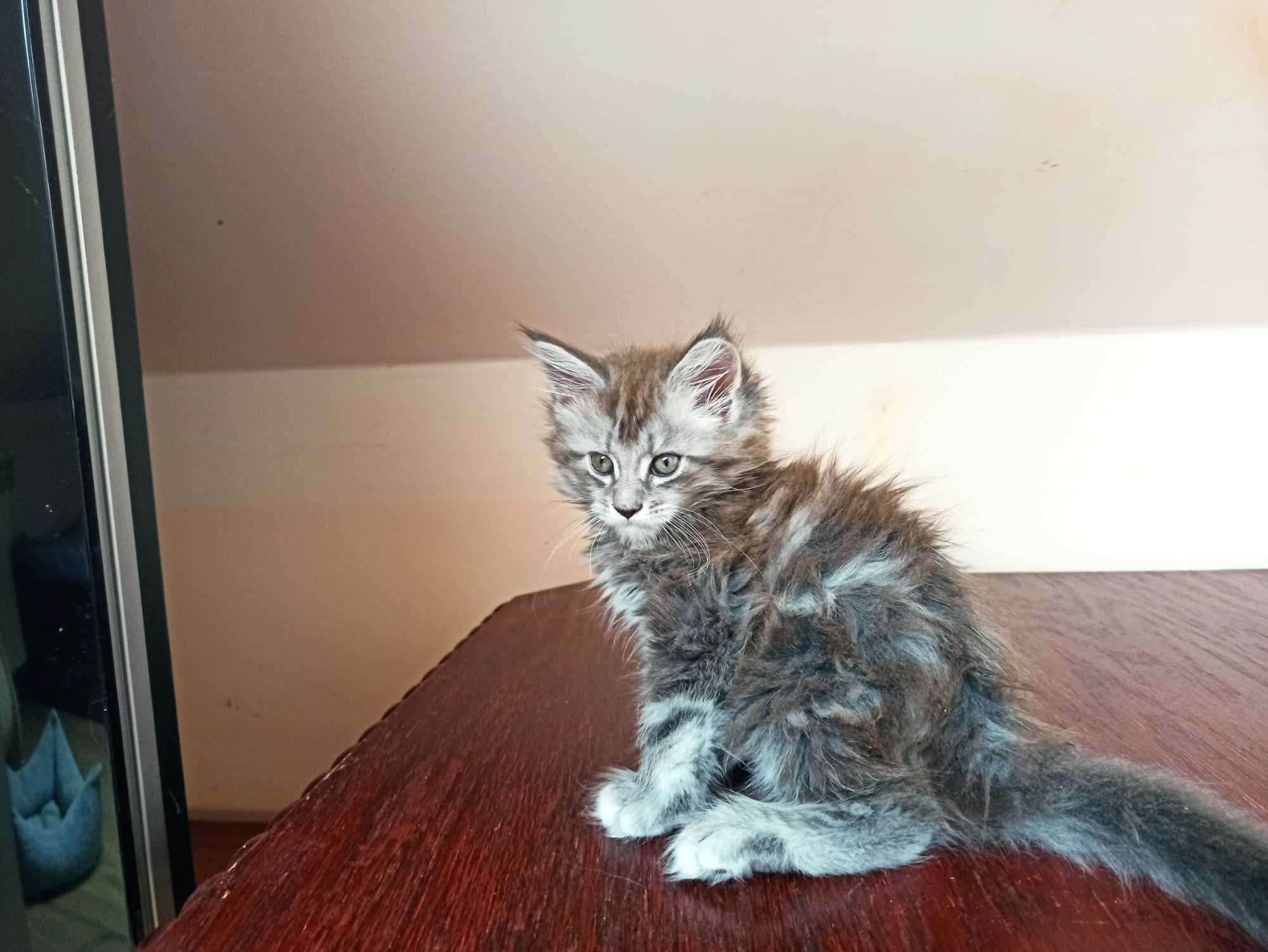 Maine Coon- Niebieska srebrzysta koteczka