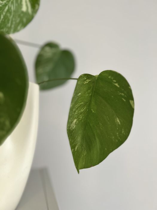 Monstera variegata wybarwiona, 2 sadzonki