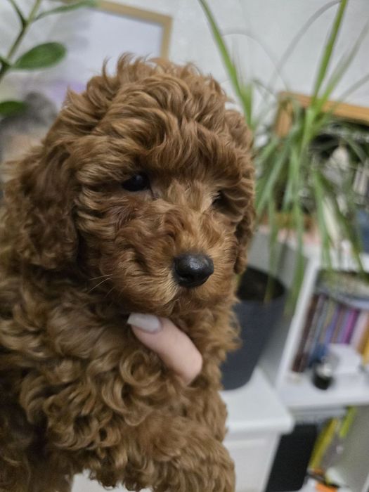 Міні цуценя мальтипу, той пуделя