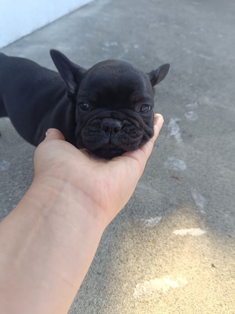 Buldog Francuski